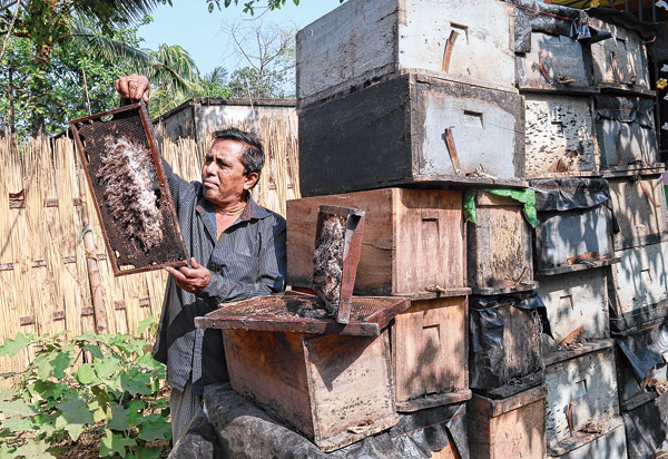 পড়ে পড়ে নষ্ট হচ্ছে মধুর বাক্স।—নিজস্ব চিত্র