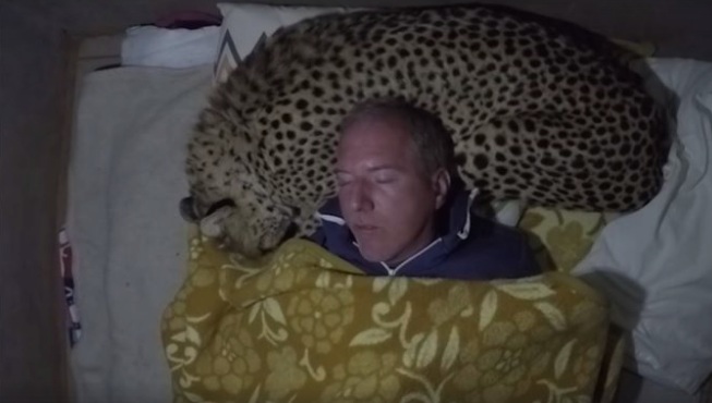 Zoologist Dolph C Volker sleeps with African Cheetah dgtl