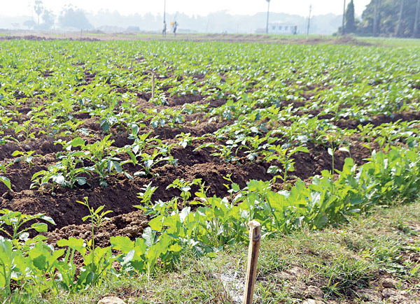 Bargadars are cultivating in acquired Land for not getting Compensation 