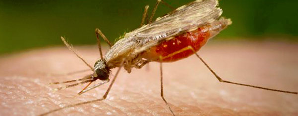 Malaria spreading even in winter season