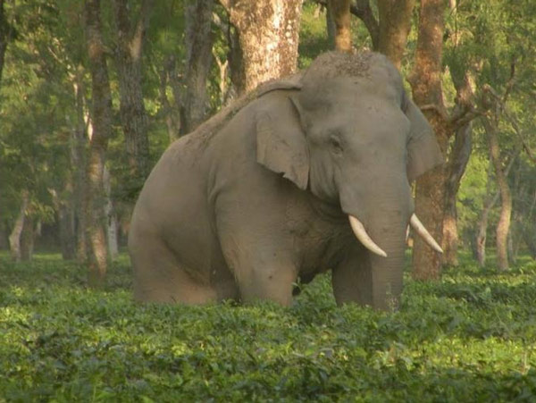 Forest officers facing problems to drive away elephants