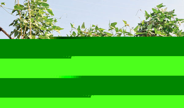 Cultivation in the land which was left for industrialisation