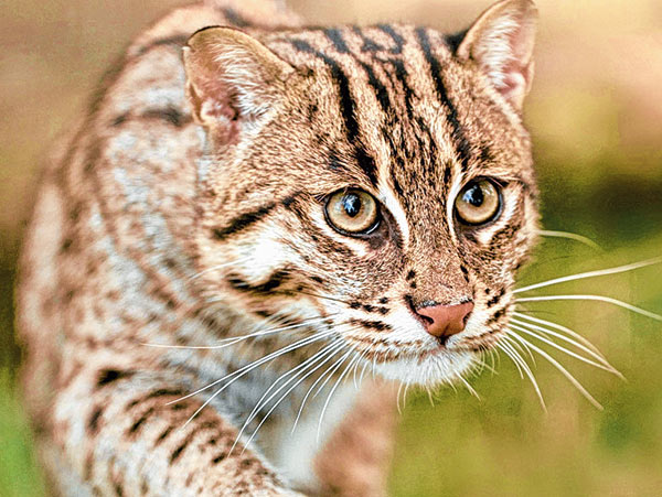 State reports about Fishing cat