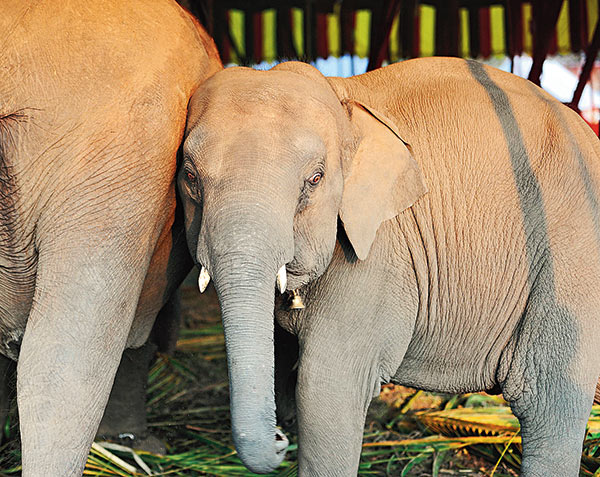 Circus faces a setback due to restriction of Elephant shows