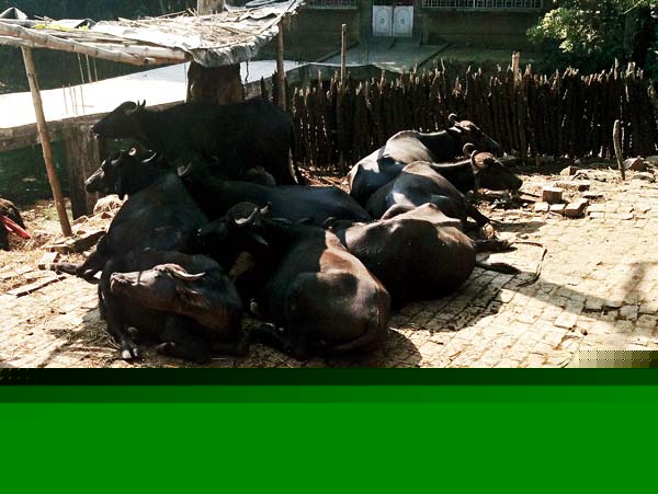 Miscreants Buying cows with banned notes and busy in trafficking 