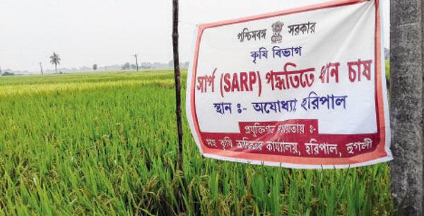 Cultivation of paddy: A new methodology started