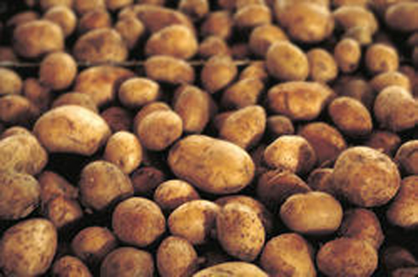 Potato cultivation gets a setback due to banned notes