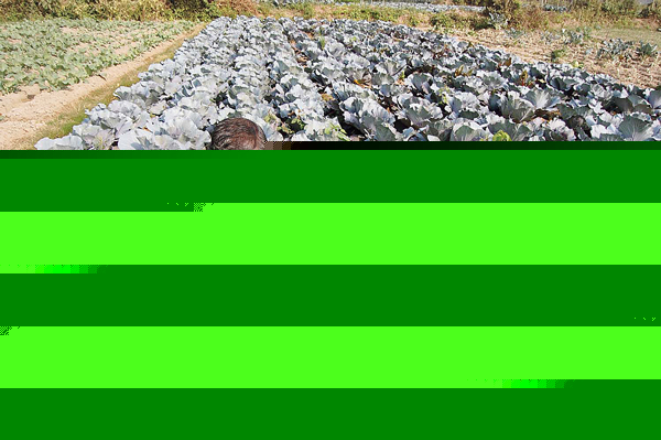 চাহিদা থাকা সত্ত্বেও মিলছে না ভাল দাম