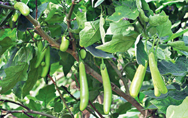 সবুজ মুকুট