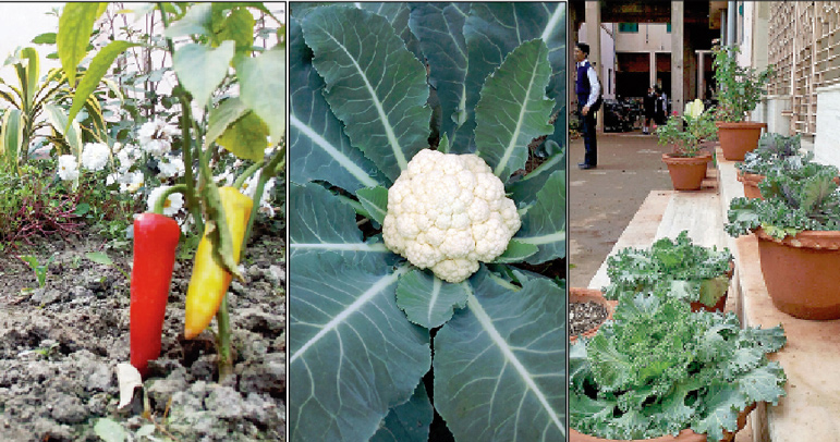 ভেষজ, সব্জি চাষ করে পড়ুয়াদের প্রকৃতি-পাঠ শ্রীরামপুরের স্কুলে