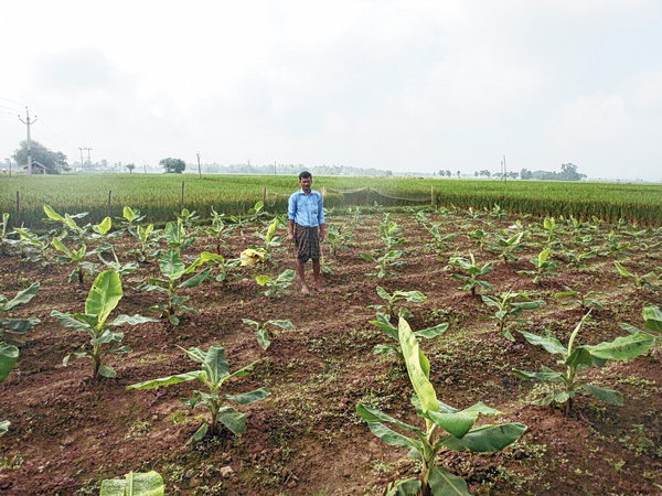 লাভের খোঁজ দিচ্ছে  বিকল্প চাষ