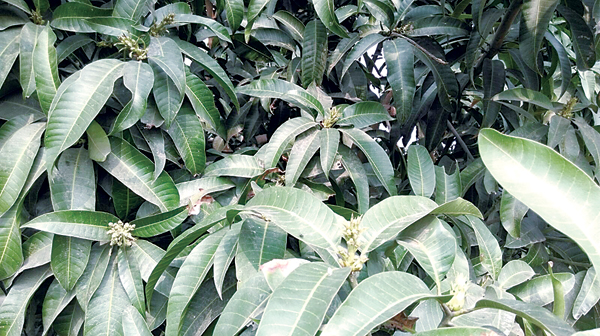 মুকুল এ বার কম, উদ্বেগ কাটছে না আমচাষিদের