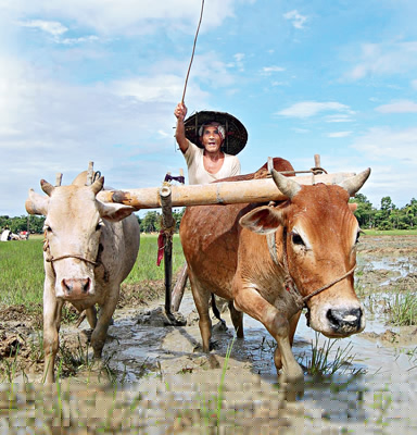 স্বাবলম্বী না হলে কৃষি বাঁচবে না