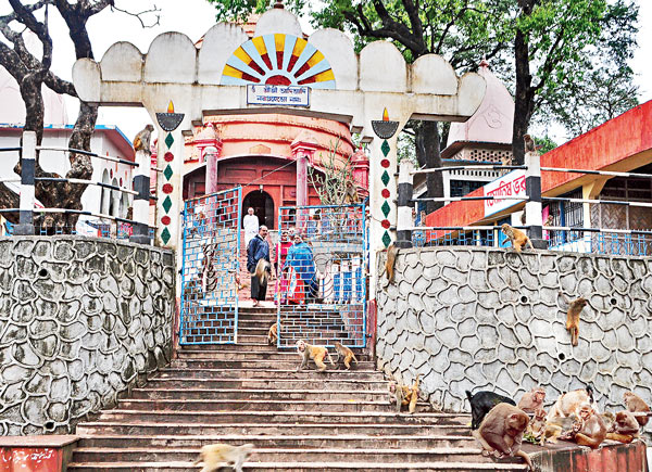 বুনোদের হানাদারিতে নাকাল মহানগর