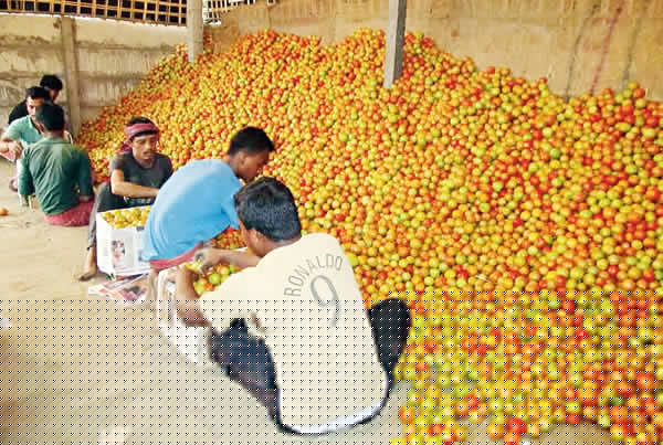 ফলন ভাল, তবু টোম্যাটোর দাম মিলছে না হলদিবাড়িতে
