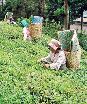 tea industry may recieve a tax cut in budget