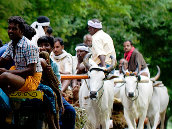 bullock cart fare is 5 thousand rupees in ratlam dgtl