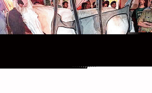 BJP MLA booked for attacking police horse