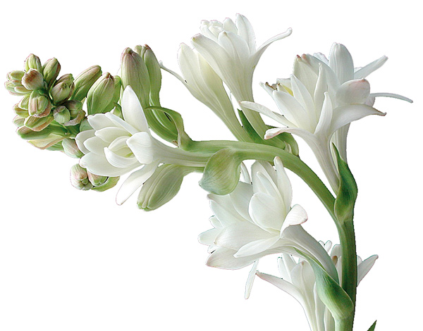 sunny weather is ideal for tuberose farming