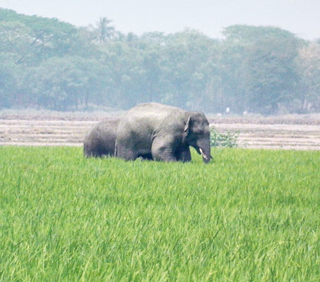 farmer got injured by elephant 