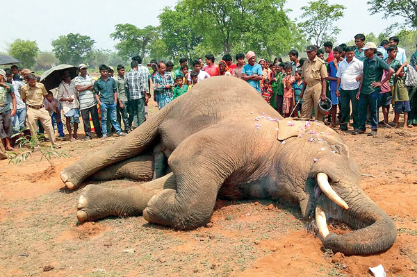 Elephant died due to heart attack
