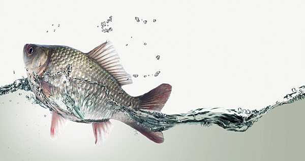 Breeding fish farming is a profitable