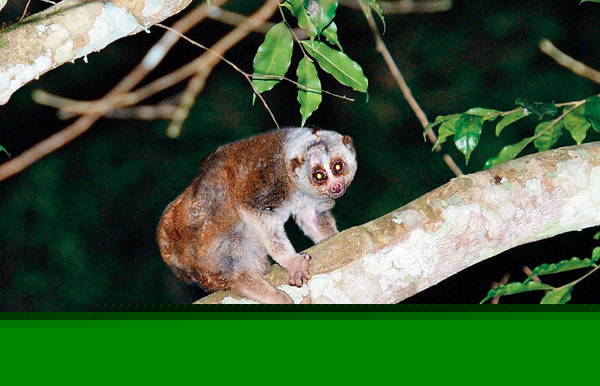 new monekys in city zoo