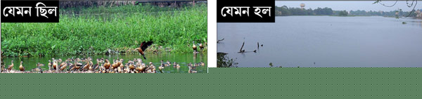 migratory birds disappeared because of Cleaning the city