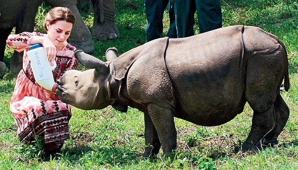 royal couple fed the elephant and rhinosaur baby with milk