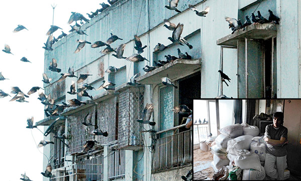 People prefer to avoid pigeons away