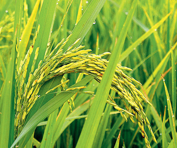 How to take care of Boro care