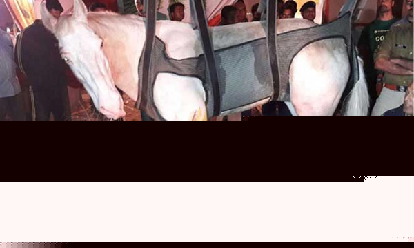 Police Horse Shaktiman Dies at last-dgtl