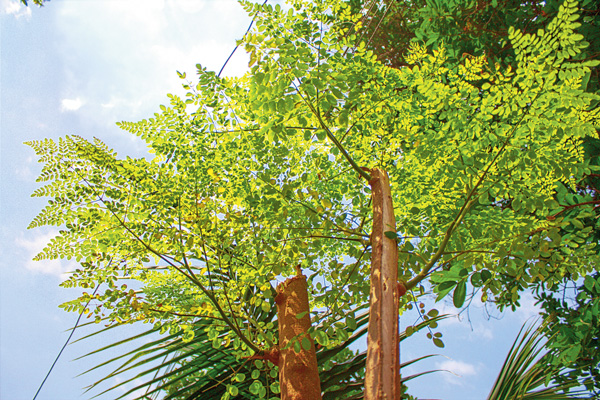 New bud of drumstick in this season