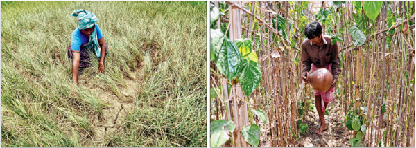 Farmland drying up, Agriculture Department asks for report