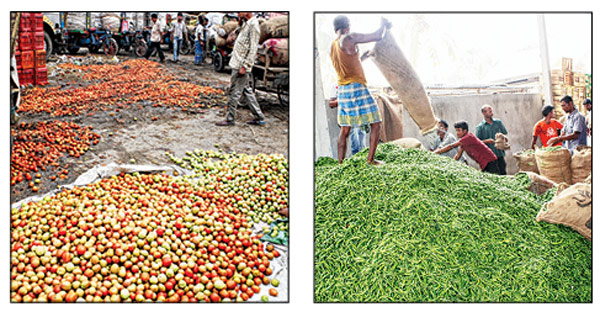 Tomatoes are offsetting the loss of chili, happy farmers