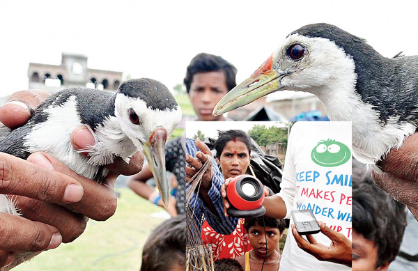 Gallinule has answered the mobile phone trap