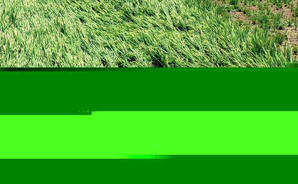 Storm took shades of 1500 houses