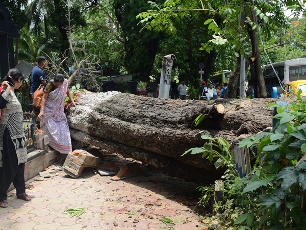 Many trees uprooted in storm, City faces troubled traffic dgtl 