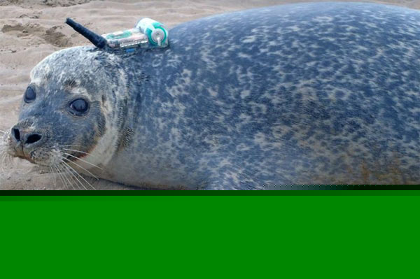 Smartphones for Seals-dgtl 