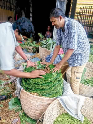 farmers hope betel leaf will not get rotten 