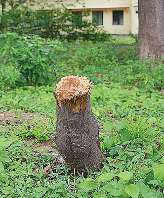 Sandalwood plant again stolen