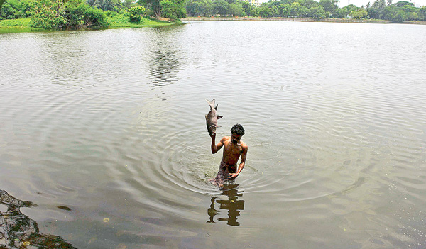 Investigation starts over floating of dead fish in lake