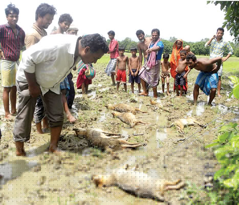 Fox death after getting electrified 