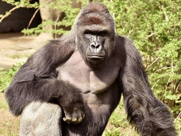Harambe gorilla murder blamed the parents of the child