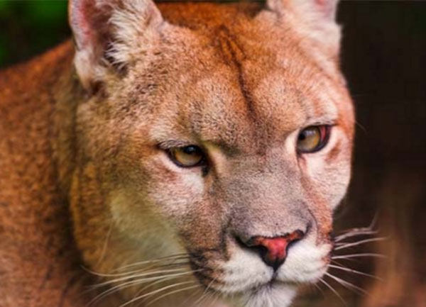 Mothes saves her son from the mouth of a lion in colorado dgtl