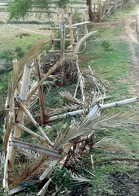 No importance given to Trees, even after increasing of pollution