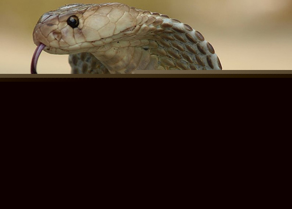 Cobra attack in toilet! dgtl