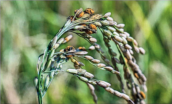 Random damage of crop, farmers blamed