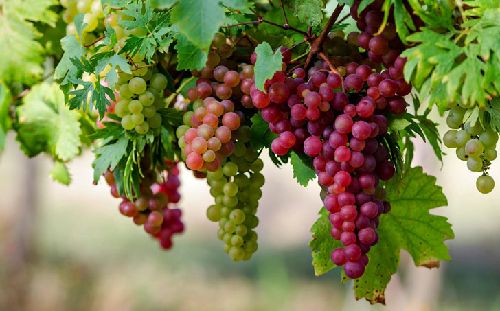 8 amazing benefits of grapes dgtl
