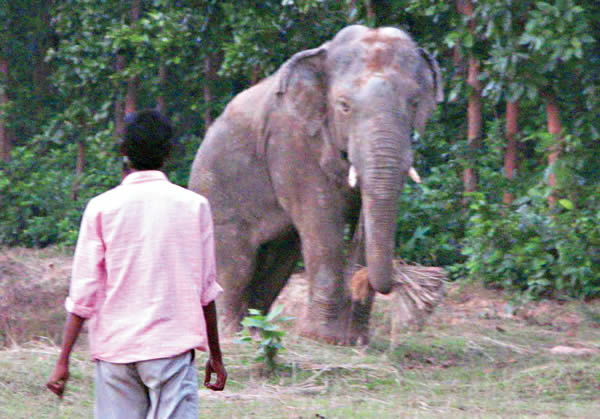 Whatsapp Group will be created soon by Forest Department to protect Elephant Attack